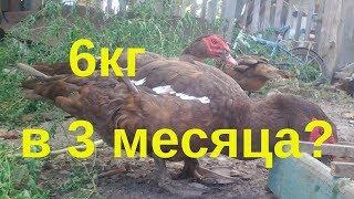 Особености кормления мускусных утят Тяжелая линия мускусных уток