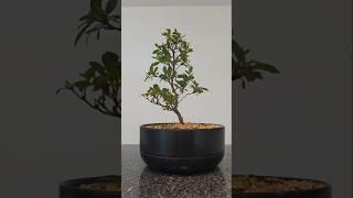 After the flower is before the flower#tiny #azalea #starter #bonsai #fy #fyp #garden #nursery #tree