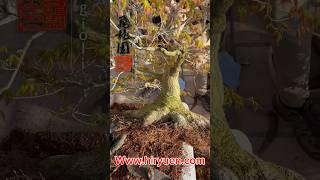 Repotting japanese maple to ensure its good development! P1 #hiryuen #andreameriggioli #bonsai #飛龍園