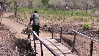 close encounter with the Komodo dragon