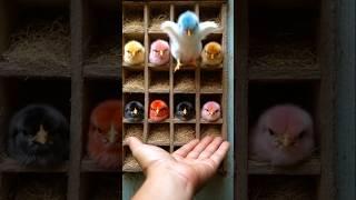 Adorable colorful baby chicks #cute #sweet