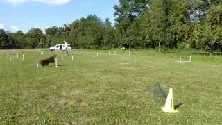 NADAC Hoopers-Agility: Video zur Parcourssammlung (3er Welle)