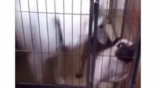 DOGS BEEFING + RIOT FAIL  #DJMEECHYMEECH