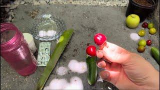 A new method of growing cherries in tropical climate with Elora