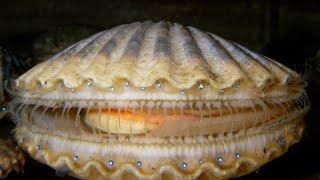 Facts: The Scallop