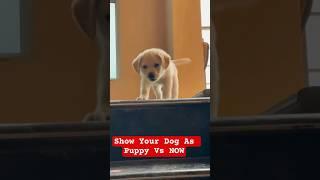 Puppy VS NOW | Cute Golden retriever Transformation | #transformation #puppy #goldenretriever #fyp