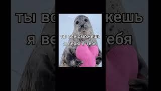 Ну что мистер тюлень, игнор будет? @Бябяк888