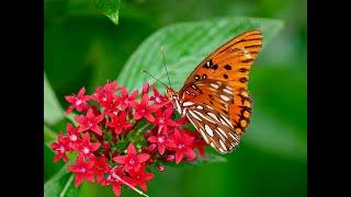 Love Our Pollinators!