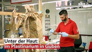 Unter der Haut: Im Plastinarium in Guben werden Leichen für die KÖRPERWELTEN präpariert