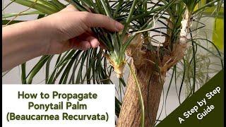 How to propagate Ponytail Palm (Beaucarnea Recurvata)? A Step-by-Step Guide