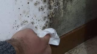 How to remove mold? Natural methods VS chemical methods