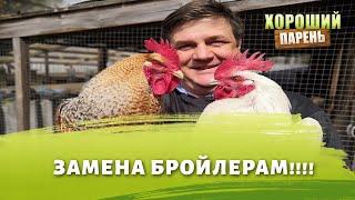 Бресс-гальская или Билефельдер каких кур лучше завести на мясо