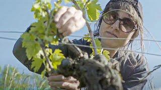 A la découverte des vins naturels