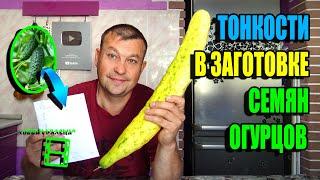 КАК СОБРАТЬ СЕМЕНА ОГУРЦА СО 100% ВСХОЖЕСТЬЮ? ЭКОСАД (ОГОРОД) И ТЕПЛИЦА 22-37