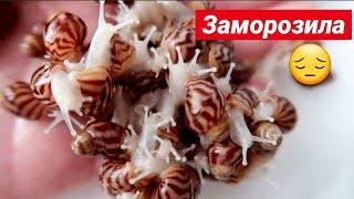 УБОРКА ОТБРАКОВКА || ЧТО СЛУЧИЛОСЬ С УЛИТЯТАМИ