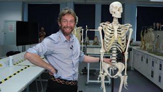 Skeletal anatomy introduction