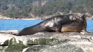 Elephant Seals