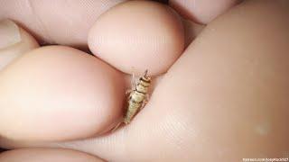 PREVIEW 4K Young White Candid Ex Girlfriend Sleeping Feet Crushes Two Crickets Extreme Macro Closeup