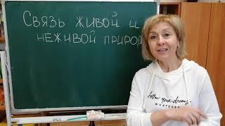 Юный эколог  Тема   Связь между живой и неживой природой