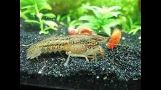 Self-cloning marbled crayfish is digging in the sand