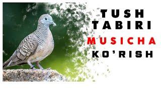 Tushda Musicha Ko'rish Tabiri