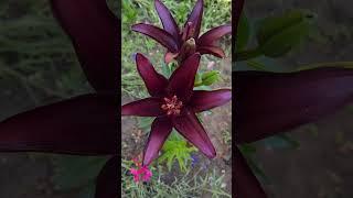 Лилия азиатская Найт Райдер #lilium #лилия #краснодар #garden #flower #цветы #сад #мойсад