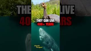 The Oldest Animals On Earth