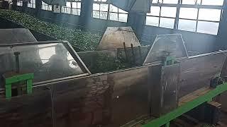 doodabeta tea factory (Ooty)