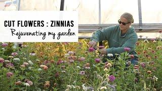 Rejuvenating My Zinnia Patch for the End of the Season : Sunshine and Flora Cut Flower Farm