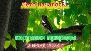 Лето началось на озере Увильды 2 июня 2024 г