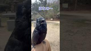 [A crow who wanted to tell us the secret of sunbathing] #shorts #birds #crow