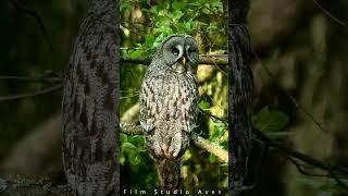 Let's get to know each other? | Film Studio Aves