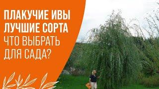 ПЛАКУЧИЕ ИВЫ | ЛУЧШИЕ СОРТА | ЧТО ВЫБРАТЬ ДЛЯ САДА