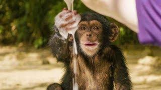 Baby Chimpanzees Playing With Bubbles | BBC Earth