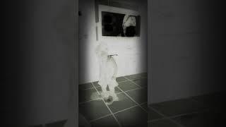 Bailando