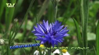 korenbloem -  centaurea cyanus - cornflower