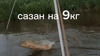 Огромные сазаны выпрыгивают из паука подъёмника.#fishing #рыбалка #낚시 #carpfishing #fish