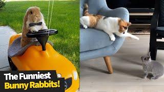 The Funniest And Cutest Bunny Rabbit Compilation | Funny Bunnies 2021