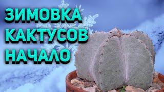 Зимовка кактусов. Бокс-зимовник для кактусов. Уход за кактусами зимой. Начало.