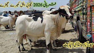 Gulabinl ablaq khere bachre | Qurbani 2026 | Sindhi Cattle Market | Hyderabad mandi update