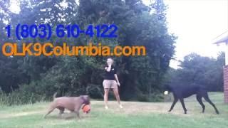 Buffy Before and After: Dog training in Columbia, South Carolina