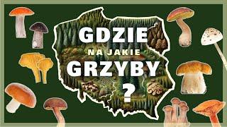 Gdzie rosną grzyby? Tajemnica Mikoryzy i Najlepsze Miejsca na Grzybobranie