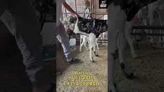 2dath kassi gujri at shahid goat farm Delhi eid special