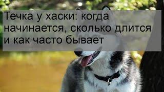 Течка у хаски: когда начинается, сколько длится и как часто бывает