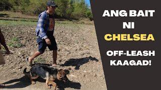 Vlog 51: FARM REVEAL WITH MY GERMAN SHEPHERD | Paps Niks TV