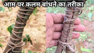 आम के पौधे पर कलम बांधने का तरीका। Mango Tree Grafting At Hone.