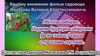 Яблони сибирки.  Подвои будущих сибирских (и не только) садов с лучшими сортами.