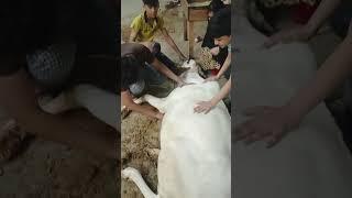 abban ki cow