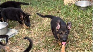 US to Ghana,Purebred German Shepherd Puppy Vlog ￼