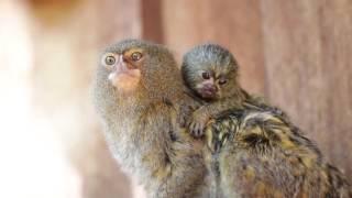 Карликовая игрунка | Cebuella pygmaea | Pygmy marmoset